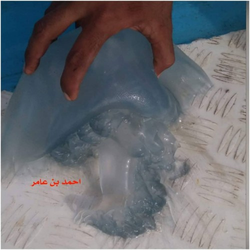 عدن : وفاة شاب و60 حالة إغماء بساحل أبين..ومصدر طبي يكشف السبب (صور)