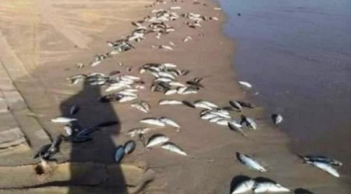 نفوق أعداد كثيرة من الأسماك إلى سواحل #شبـوة (صورة)