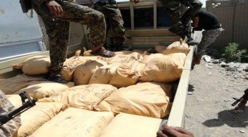 ضبط نصف طن من الحشيش المخدر في طريقها الى عدن