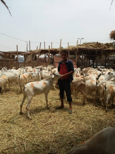 مدير عام المؤسسة العامة للمسالخ:استقبلنا حتى يومنا هذا 13 الف رأس من الأغنام و 5 آلاف من الابقار خلال شهر رمضان والعيد