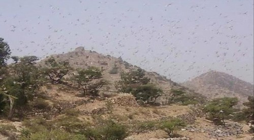 أسراب كبيرة من الجراد تنتشر في مديريات #الضـالع