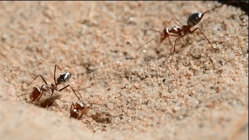 أين تعيش أسرع نملة في العالم؟