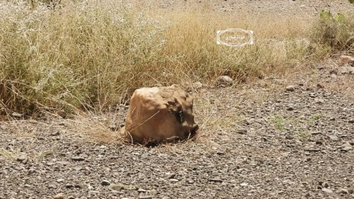 مقتل طفلة بعبوة متفجرة زرعتها المليشيات #الحوثية شمال شرقي مديرية الحشاء