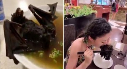 الكشف عن مصدر فيروس كورونا الجديد