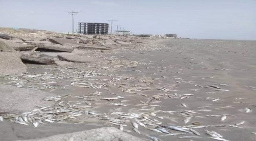 حماية البيئة توضح اسباب نفوق الاسماك