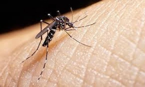 الكشف عن حقيقة انتقال فيروس كورونا عبر البعوض
