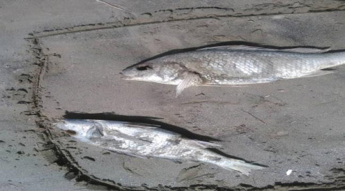 الوزير السقطري يوجه بتشكيل فريق مختص لدراسة ظاهرة نفوق الأسماك بساحل أبين