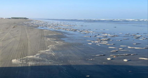 تقرير رسمي يكشف الأسباب وراء نفوق الأسماك في ساحل أبين