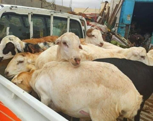 سلطة الإخوان في شبوة تُفرض إتاوات على الأغنام والماشية