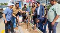 الداؤودي يدشن تشجير الجزيرة الوسطية بالطريق البحري