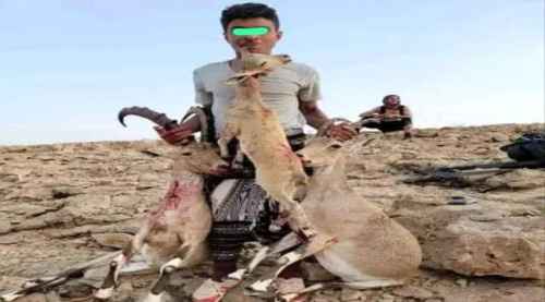 شبوة.. ضبط متهمين بصيد حيوانات مهددة بالانقراض في روضة&nbsp;شبوة