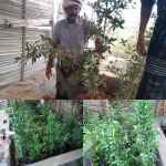 انتهاء مشروع حماية وتأهيل شجرة المنجروف بدعم من برنامج المنح الصغيرة بأرخبيل سقطرى