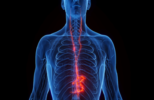 اكتشاف جديد يساعد القلب على مقاومة الشيخوخة