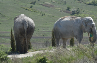 فيل يدهس رجل أعمال أمريكيا حتى الموت