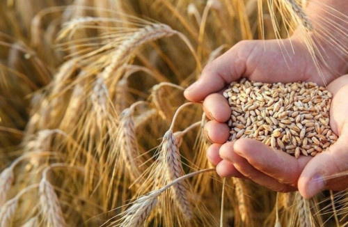 تحت ضغط الوقود والحروب.. المائدة العالمية تواجه قفزة سعرية هي الأعلى في 3 سنوات